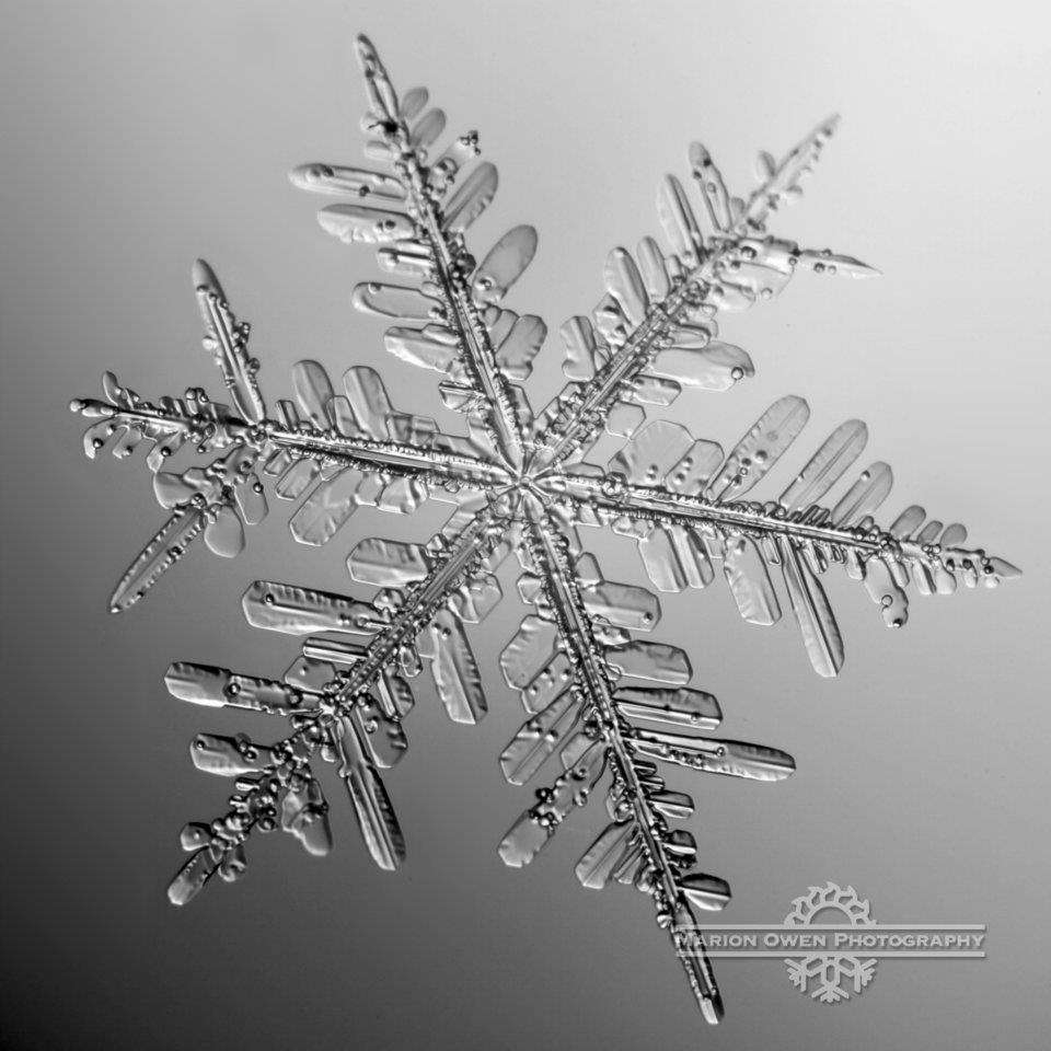 Alaskan Snowflake