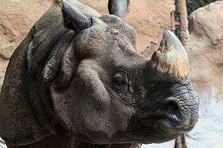 One-horned rhino