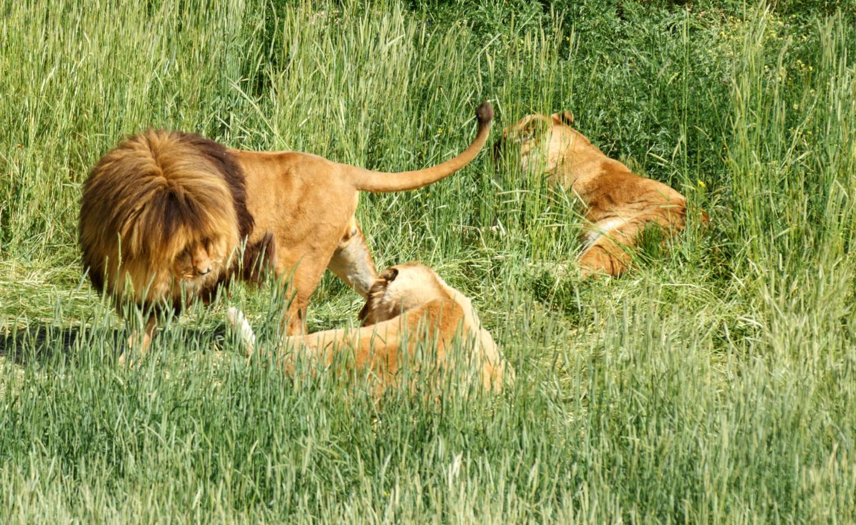 Lions in Grassland habitat