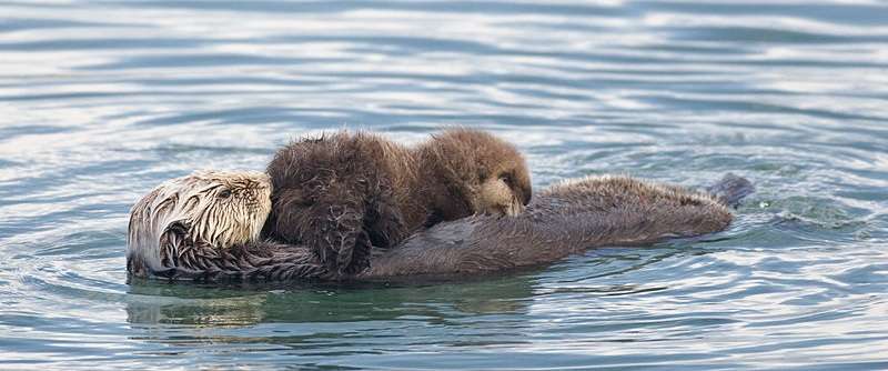 Sea otter nursing its young.