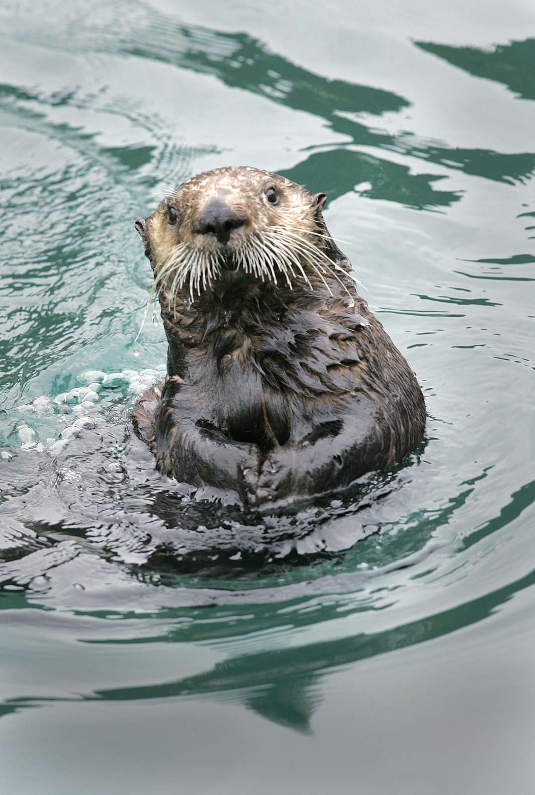 Sea otter in Alaska.