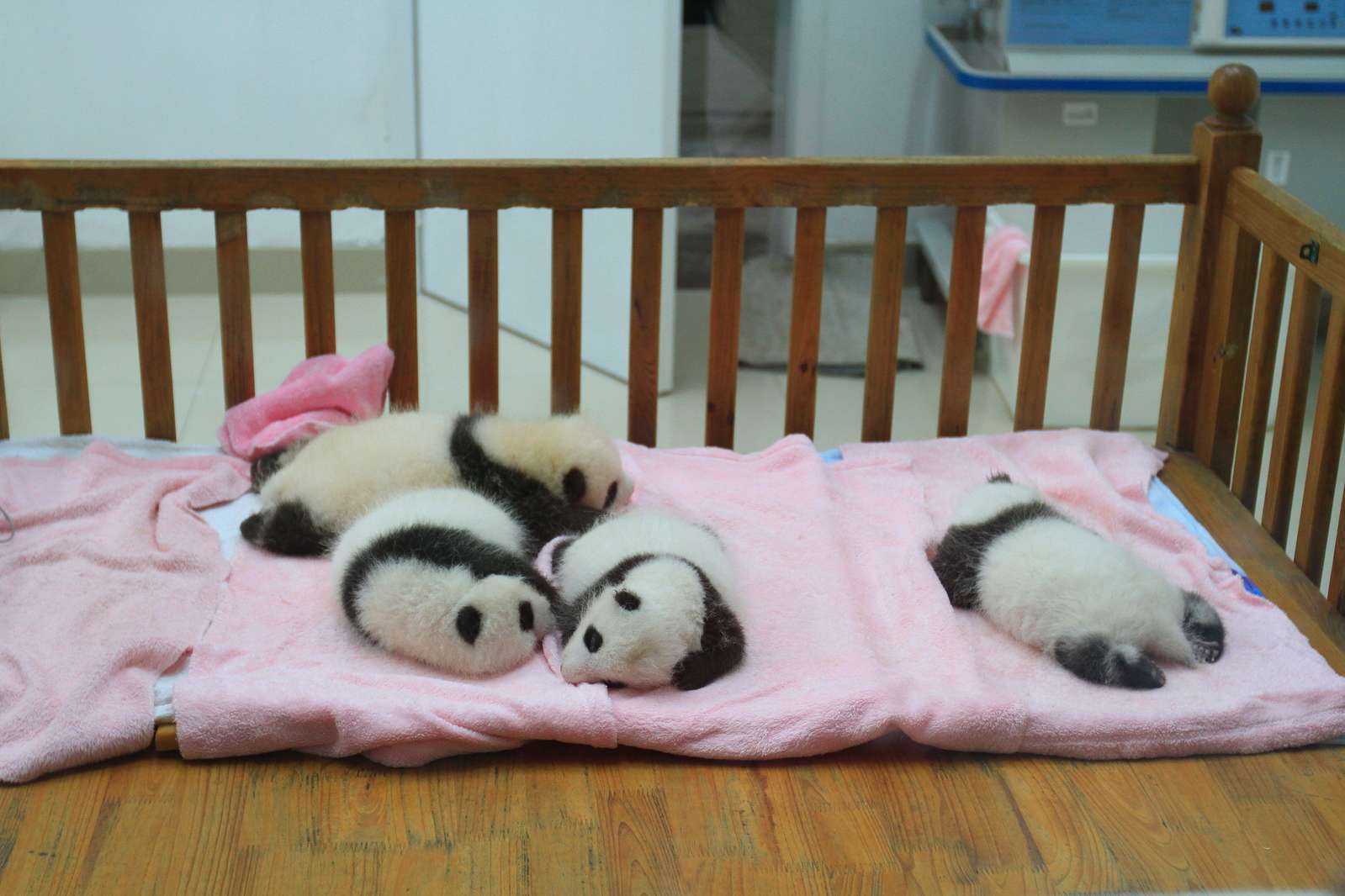 Baby panda cubs