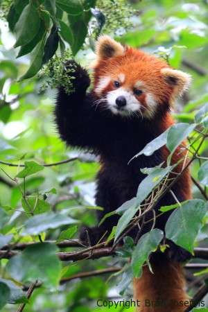 Red panda, Chengdu