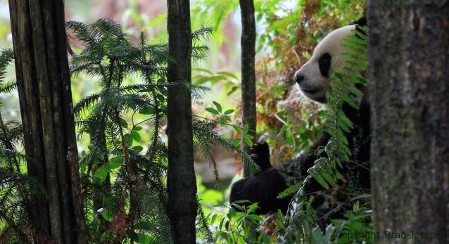 Giant panda in Befengxia Panda base
