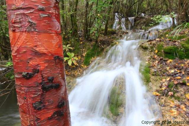 Red birtch and waterfalls in Jiuzhaigou National Park