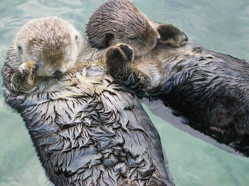 Sea Otters holding hands.
