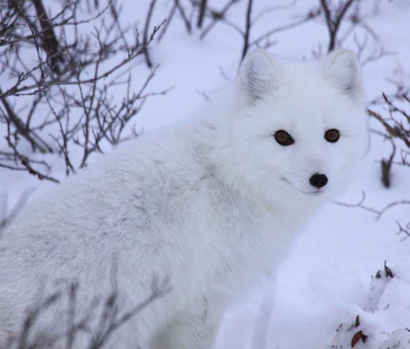 Arcic Fox in Canada