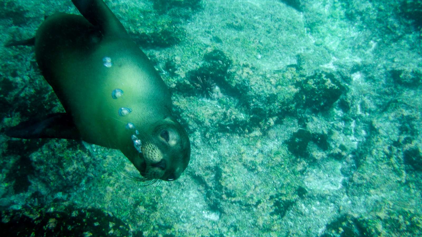 Sea lion underwater in the Galapagos