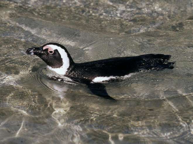 An African penguin. Photo © Martin Harvey/WWF-Canon