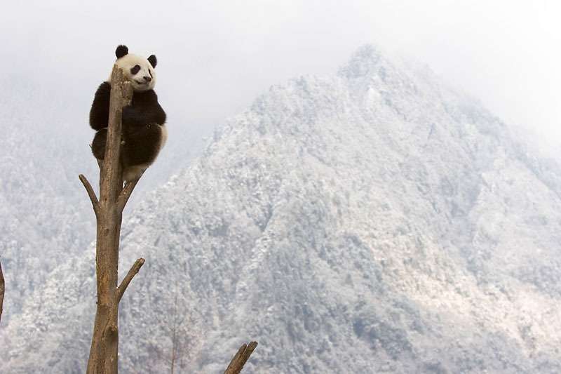 Photo © naturepl.com / Juan Carlos Munoz / WWF-Canon
