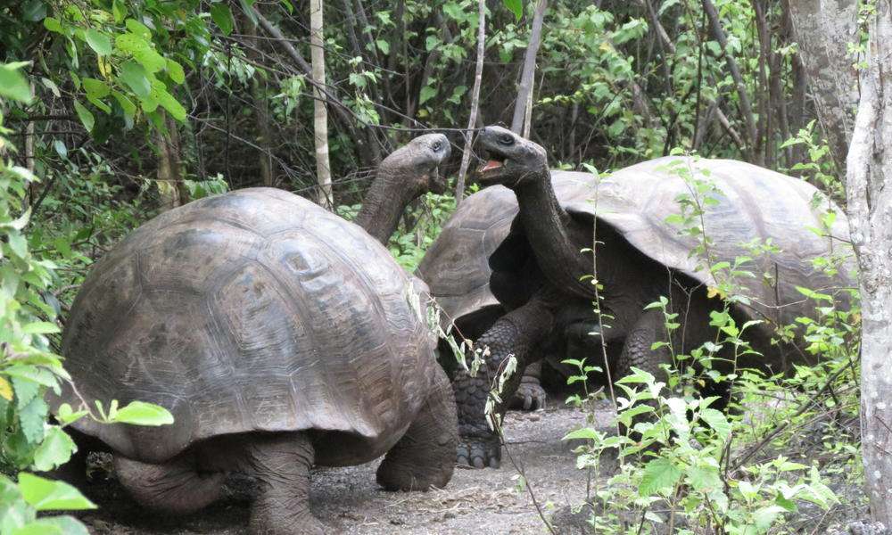 galapagos islands, giant tortoises