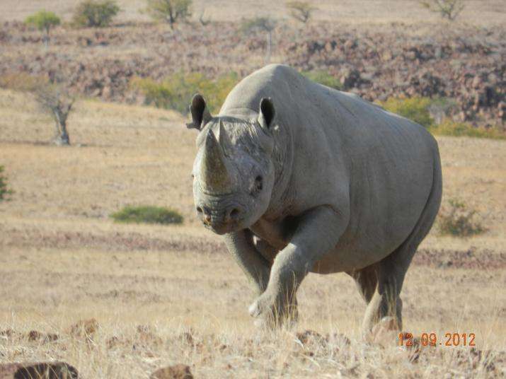 Photo © Save the Rhino Trust Namibia
