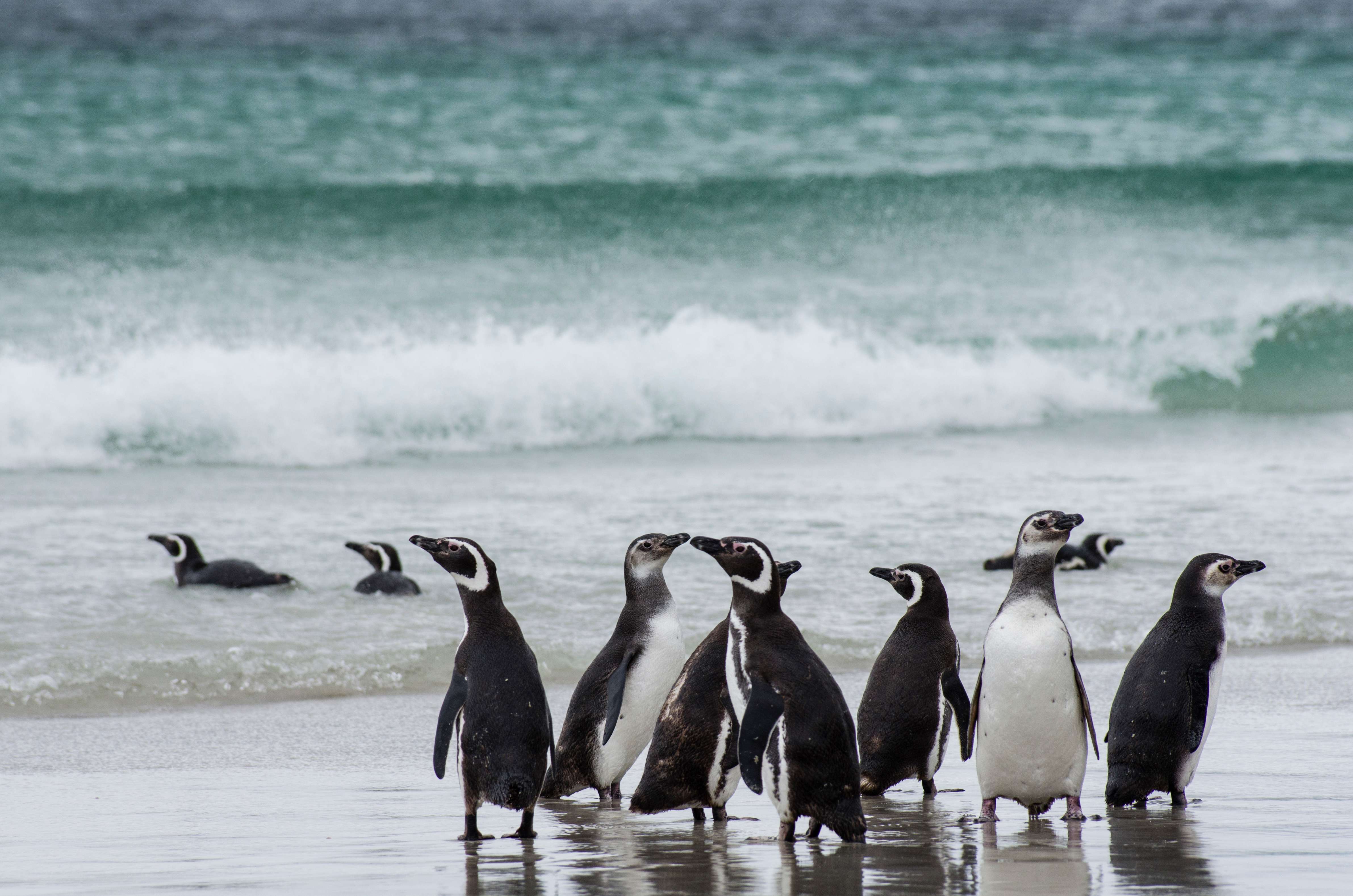 chinstrap penguins, Antarctica
