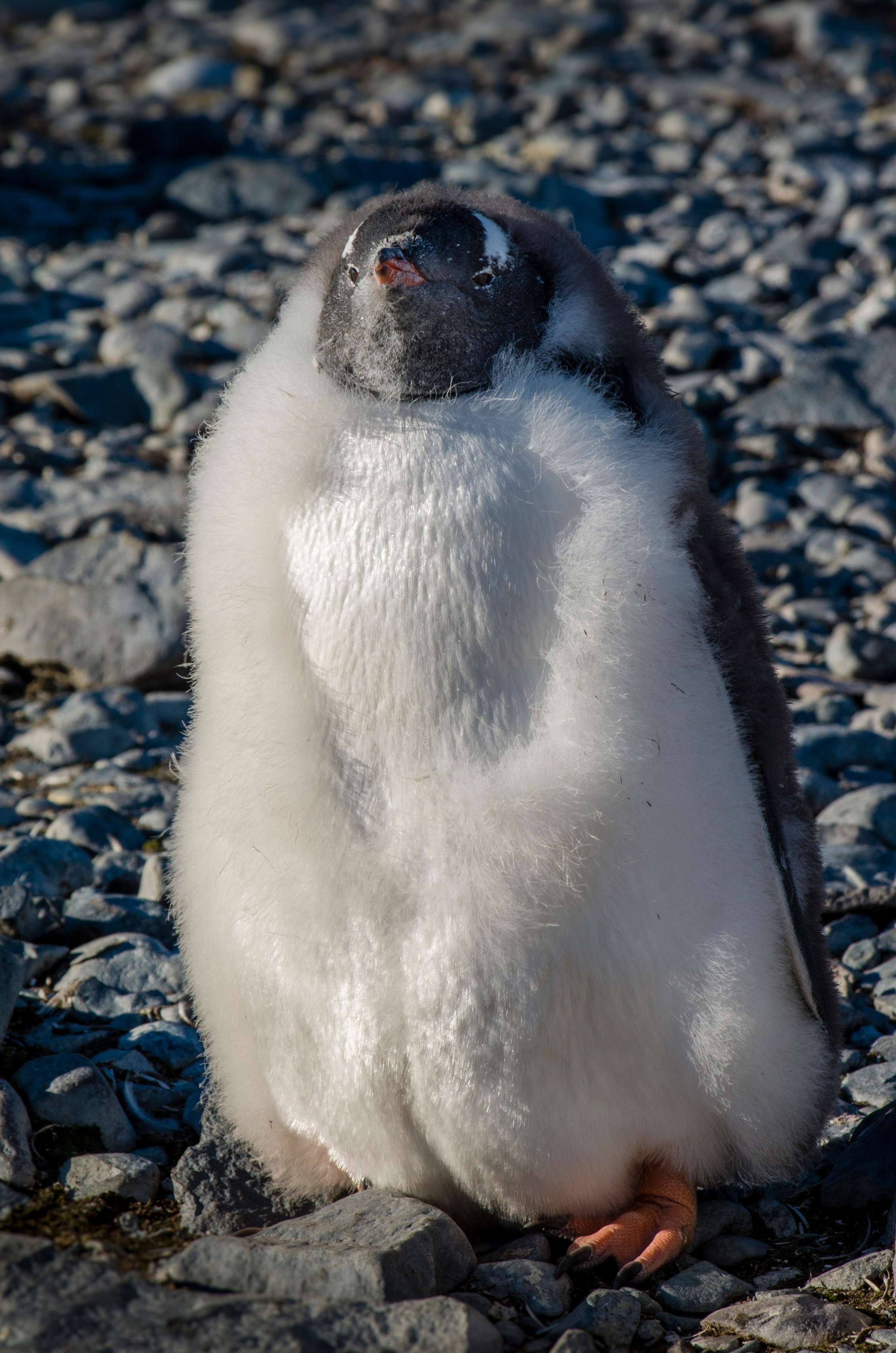 Molting baby penguin chick, Antarctica