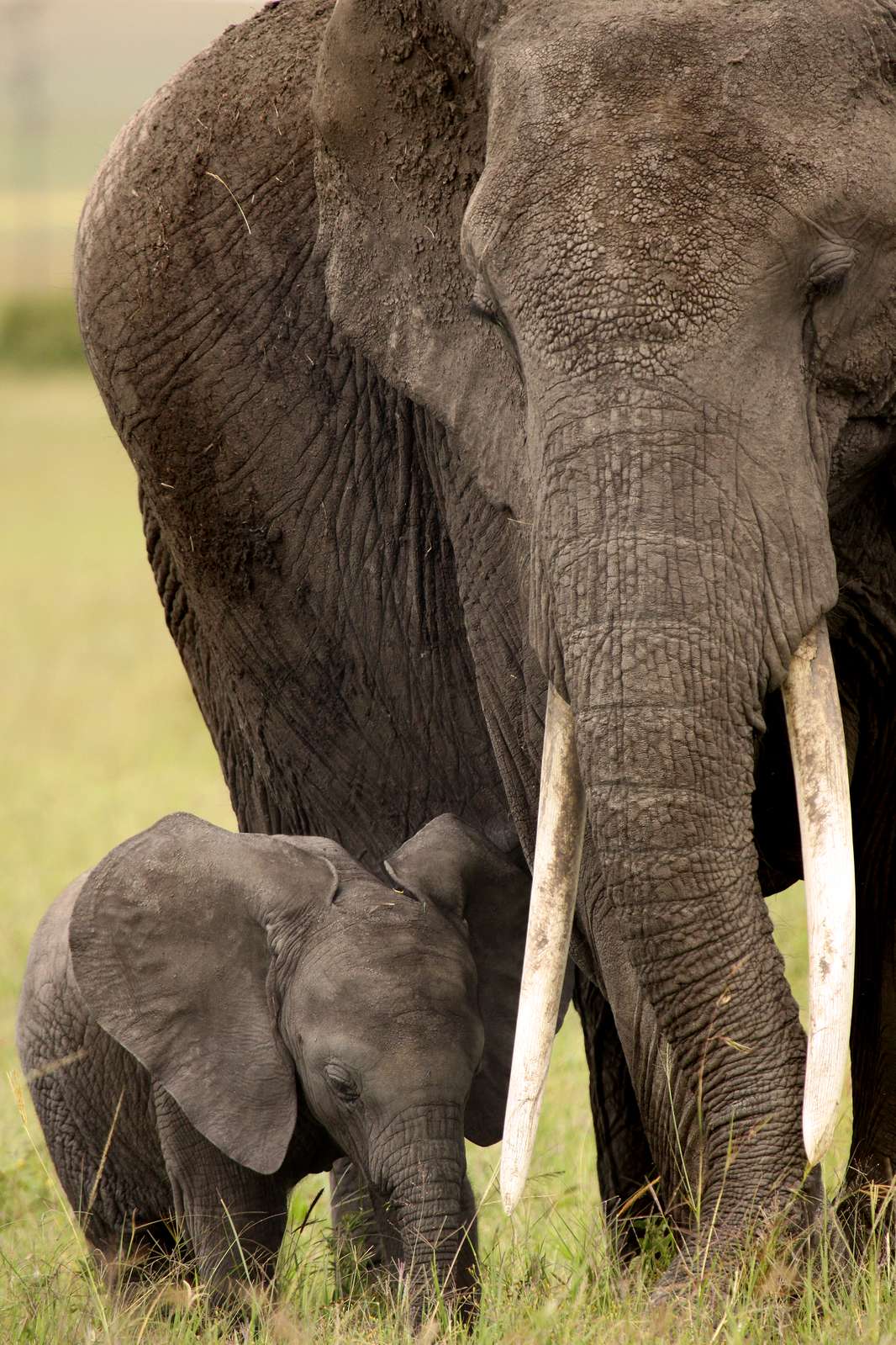 baby and mother elephants