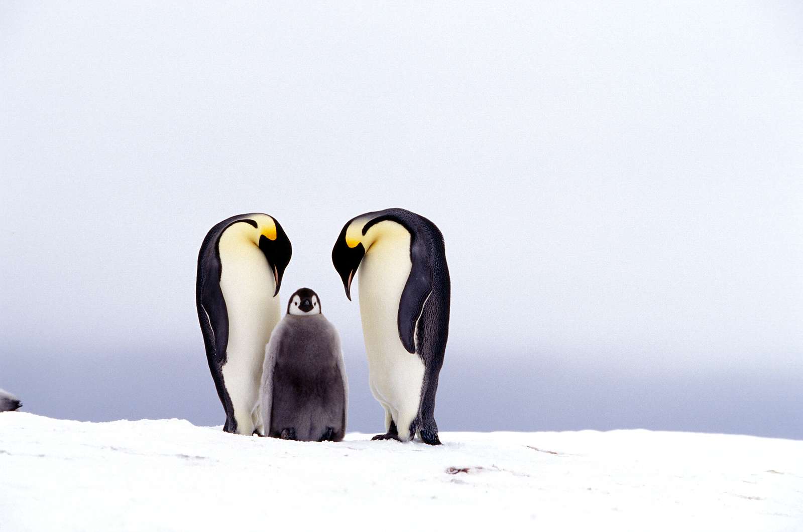 emperor penguins with baby