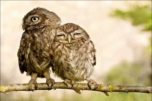 owls on a treebranch