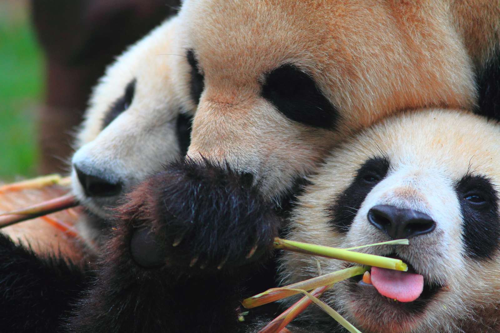 pandas cuddling, Chengdu Panda Base, China