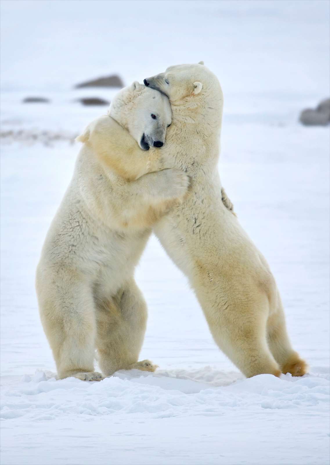 polar bears sparring