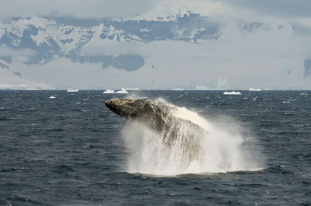 humpback whale breaching, Antarctica cruise