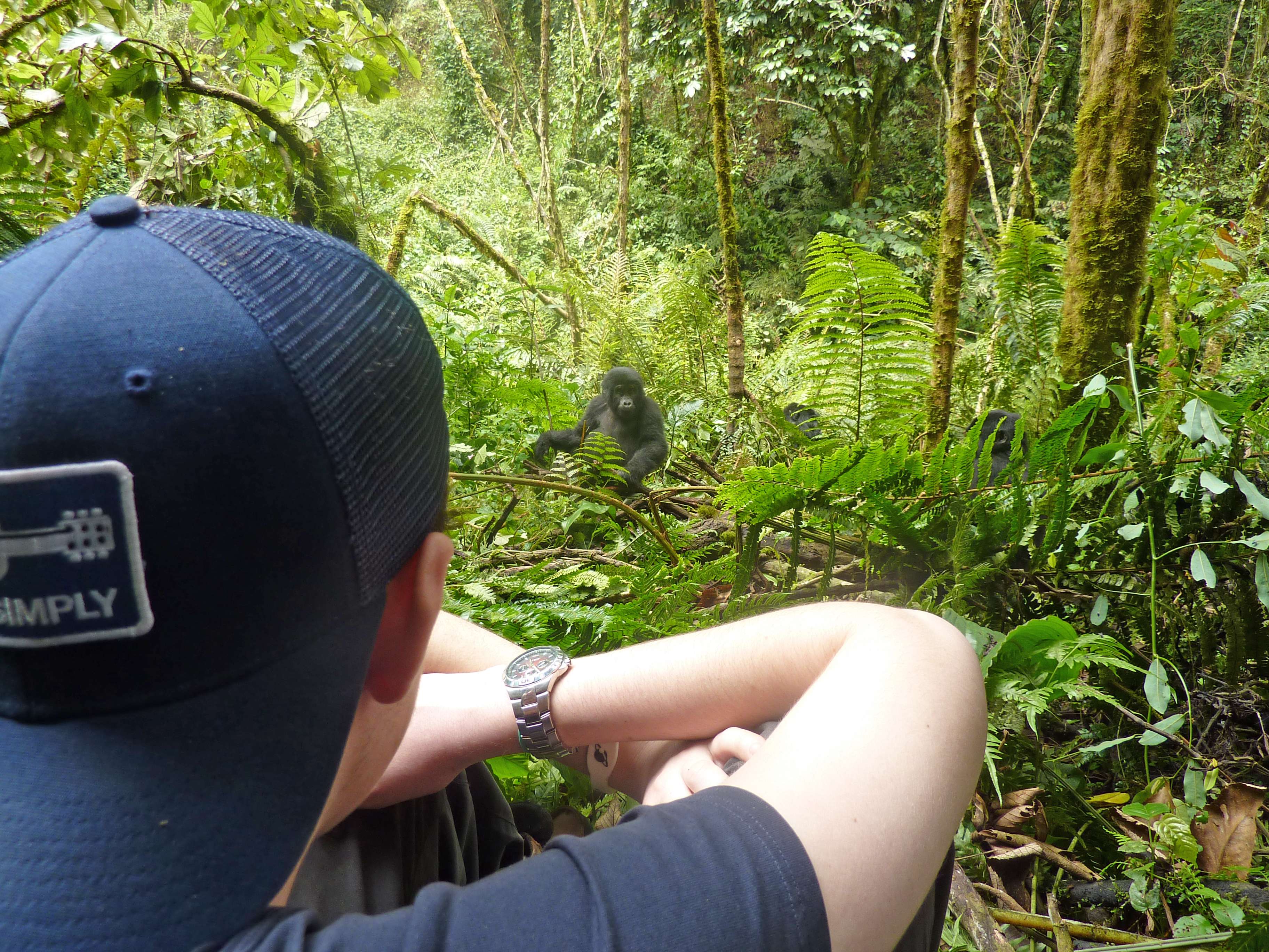 A teen viewing a gorilla in Uganda