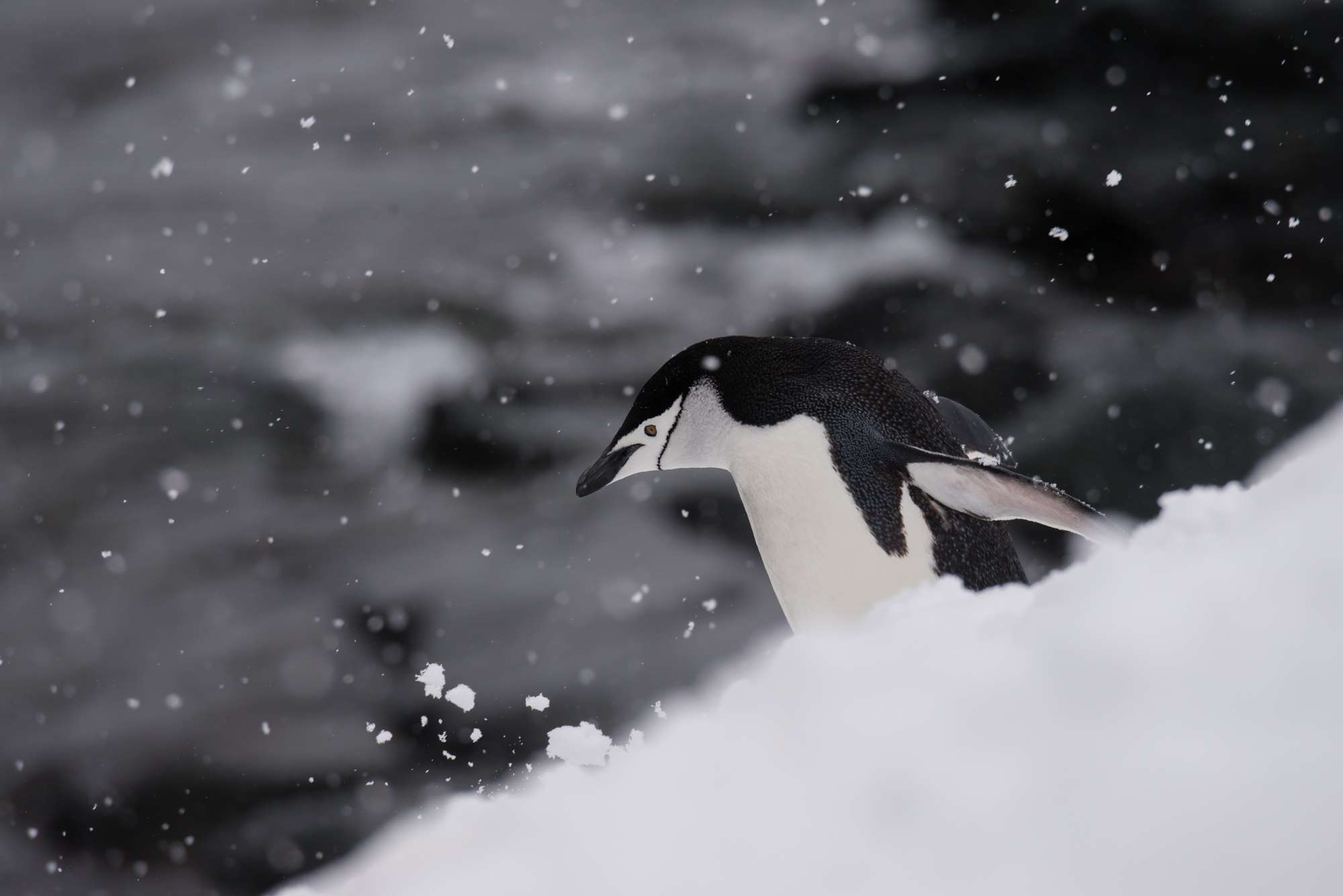 chinstrap penguin, Antarctica, Antarctic Peninsula