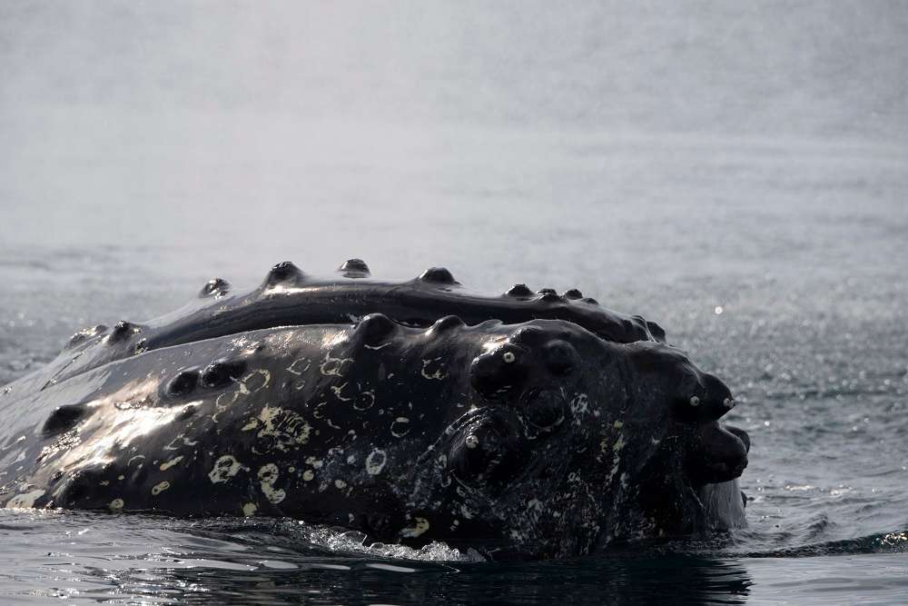 humpback whale, Antarctica