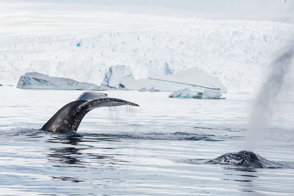 2 humpback whales, Antarctica
