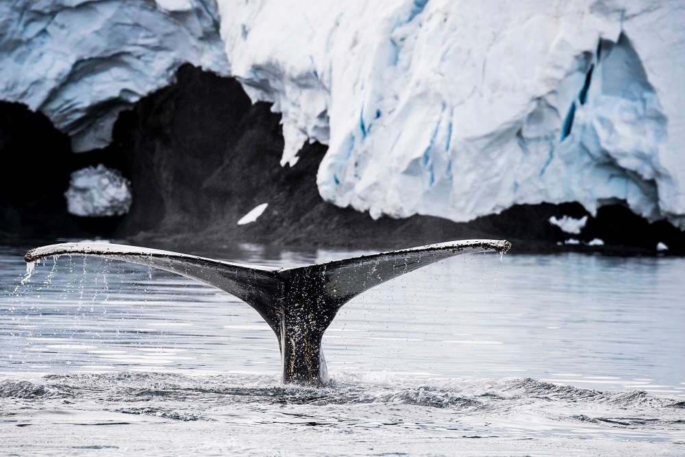 Whale's tale, fluke, Antarctica