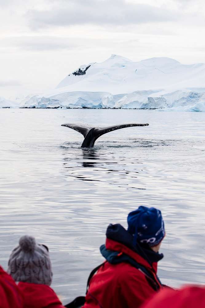 Humpback whale fluke, Antarctica cruise, zodiac ride
