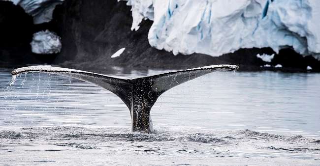 Whale, Antarctica, UN Declares Japanese Whaling Illegal
