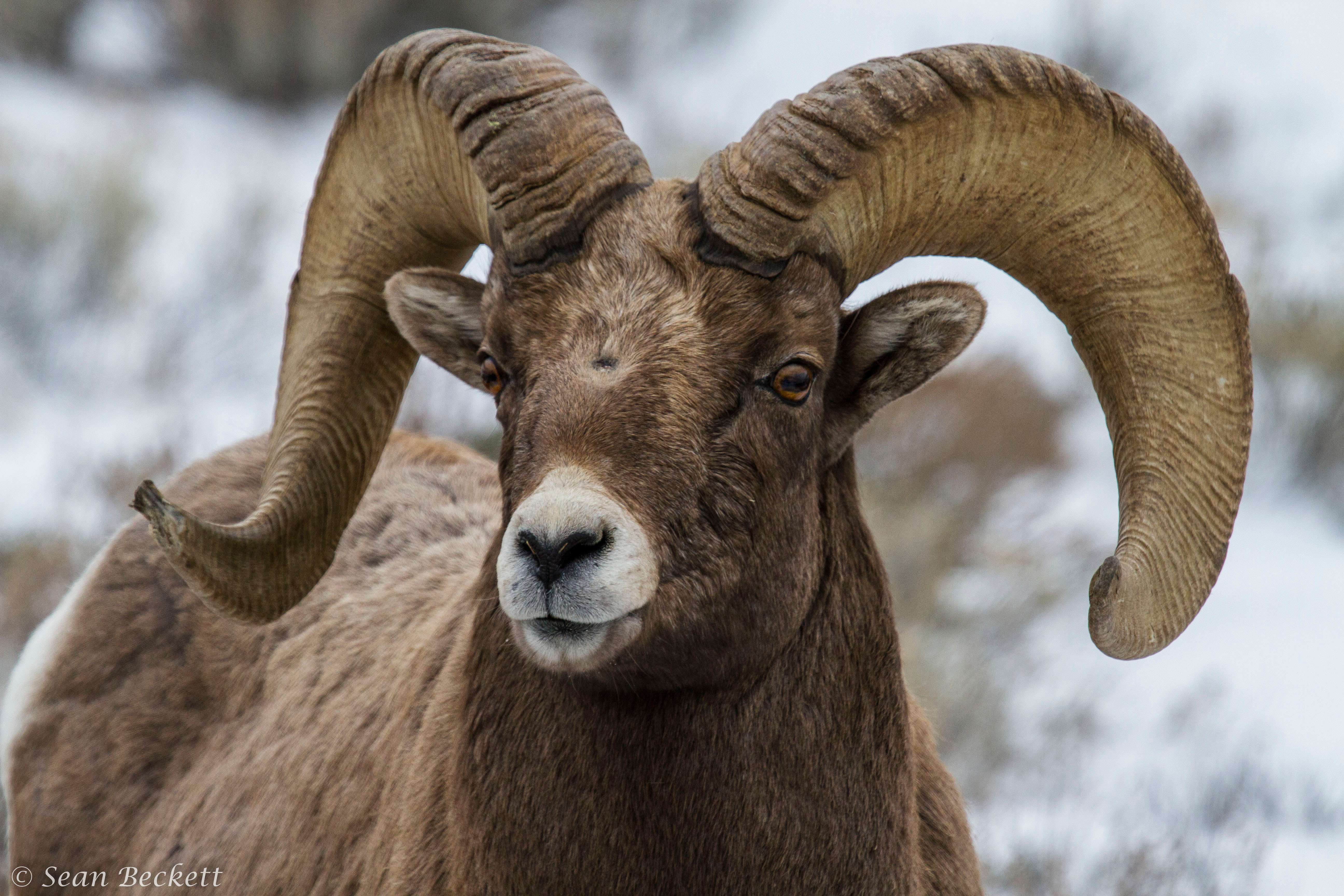 Bighorn Sheep, Yellowstone National Park, winter