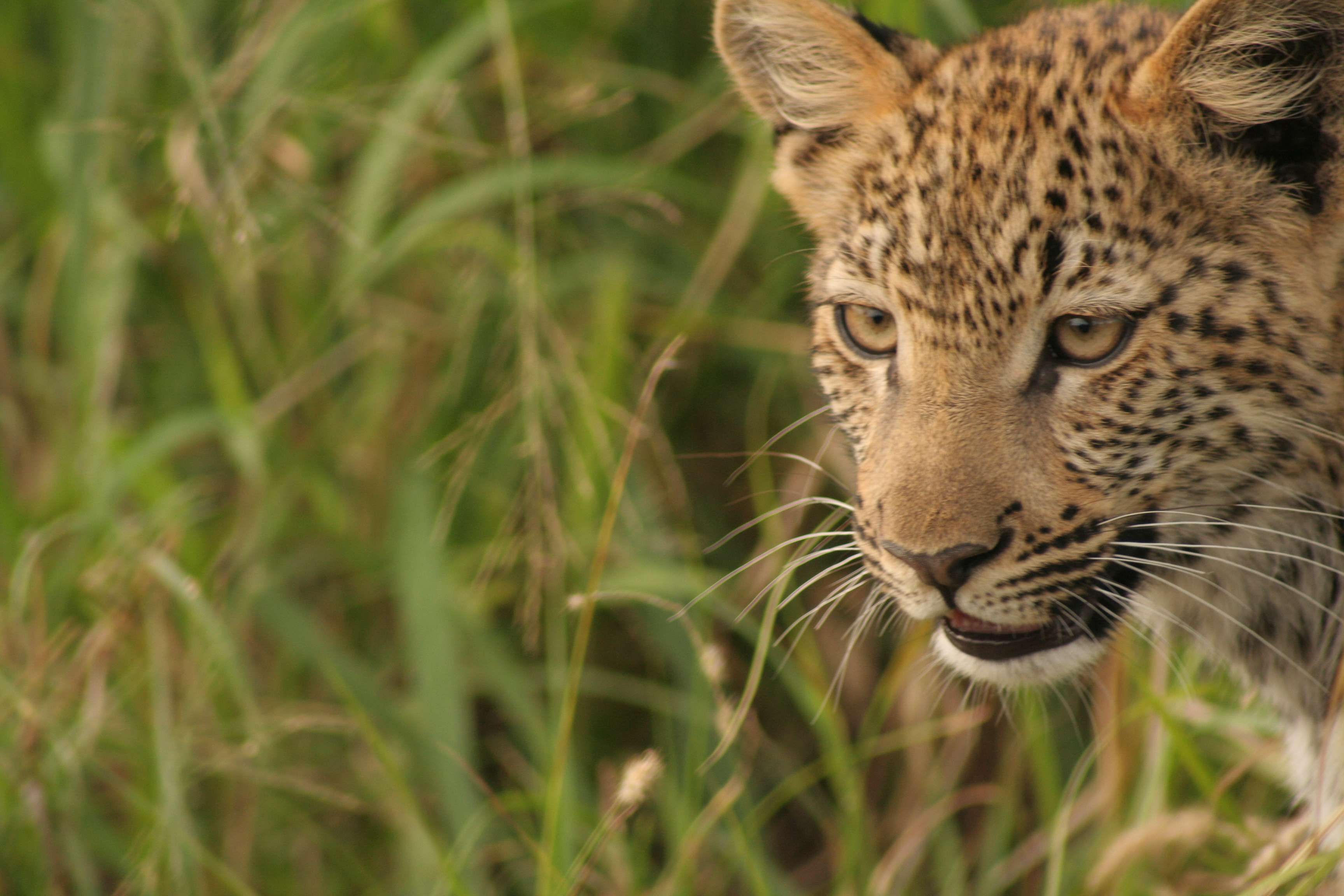 Leopard spotted in Botswana