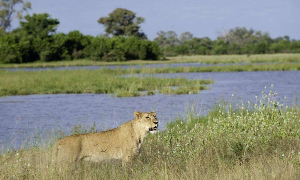 A lioness patrols the water's edge along the Savuti Channel in Botswana.