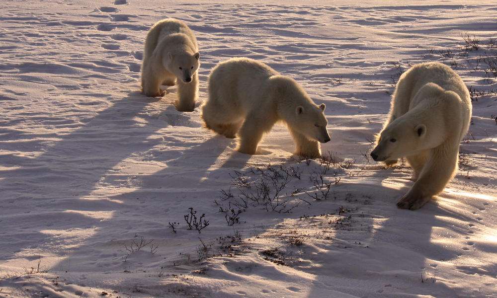 Polar bears in Churchill, Manitoba, Canada