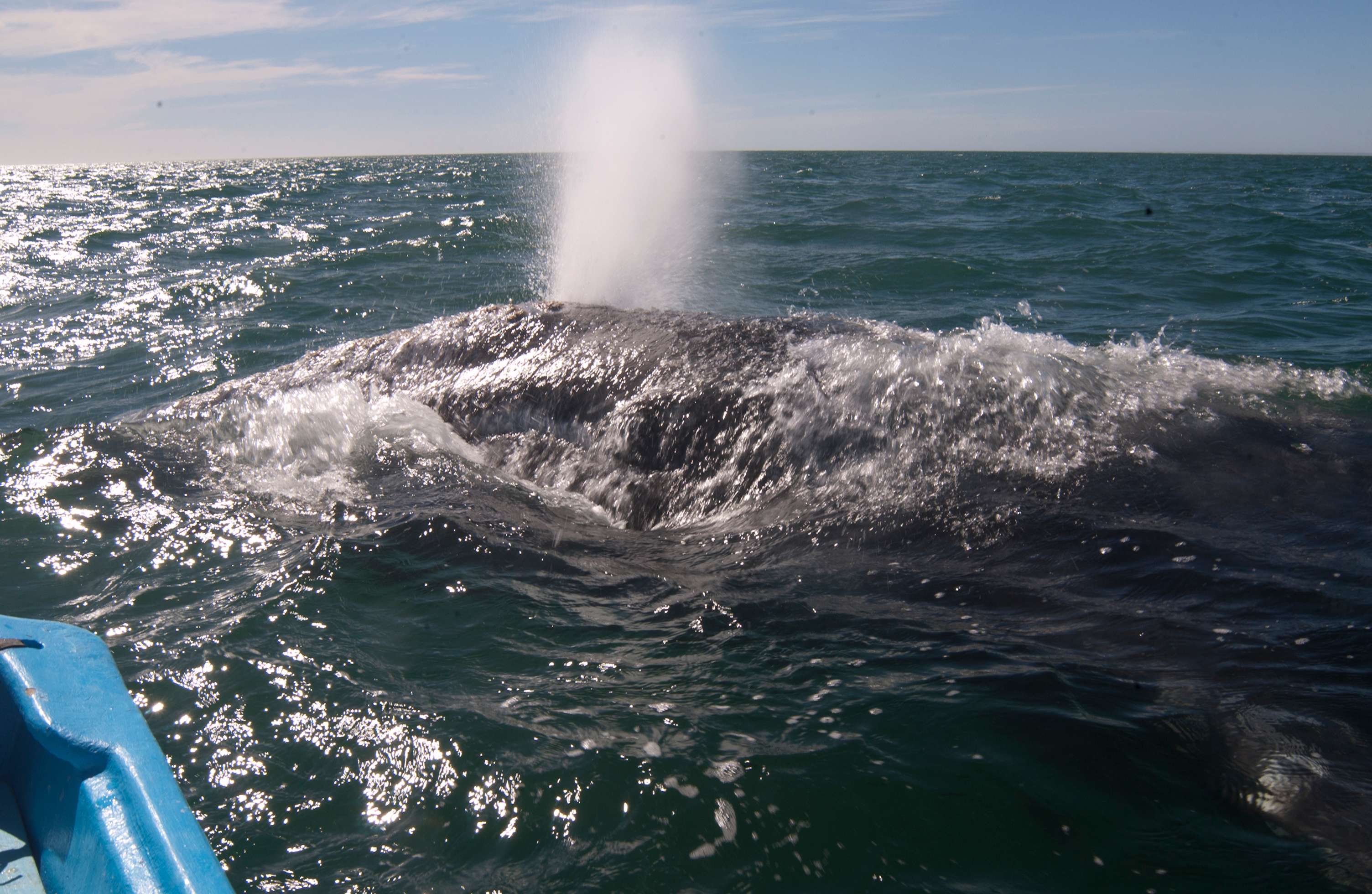 Gray Whale in Baja Peninsula, Mexico