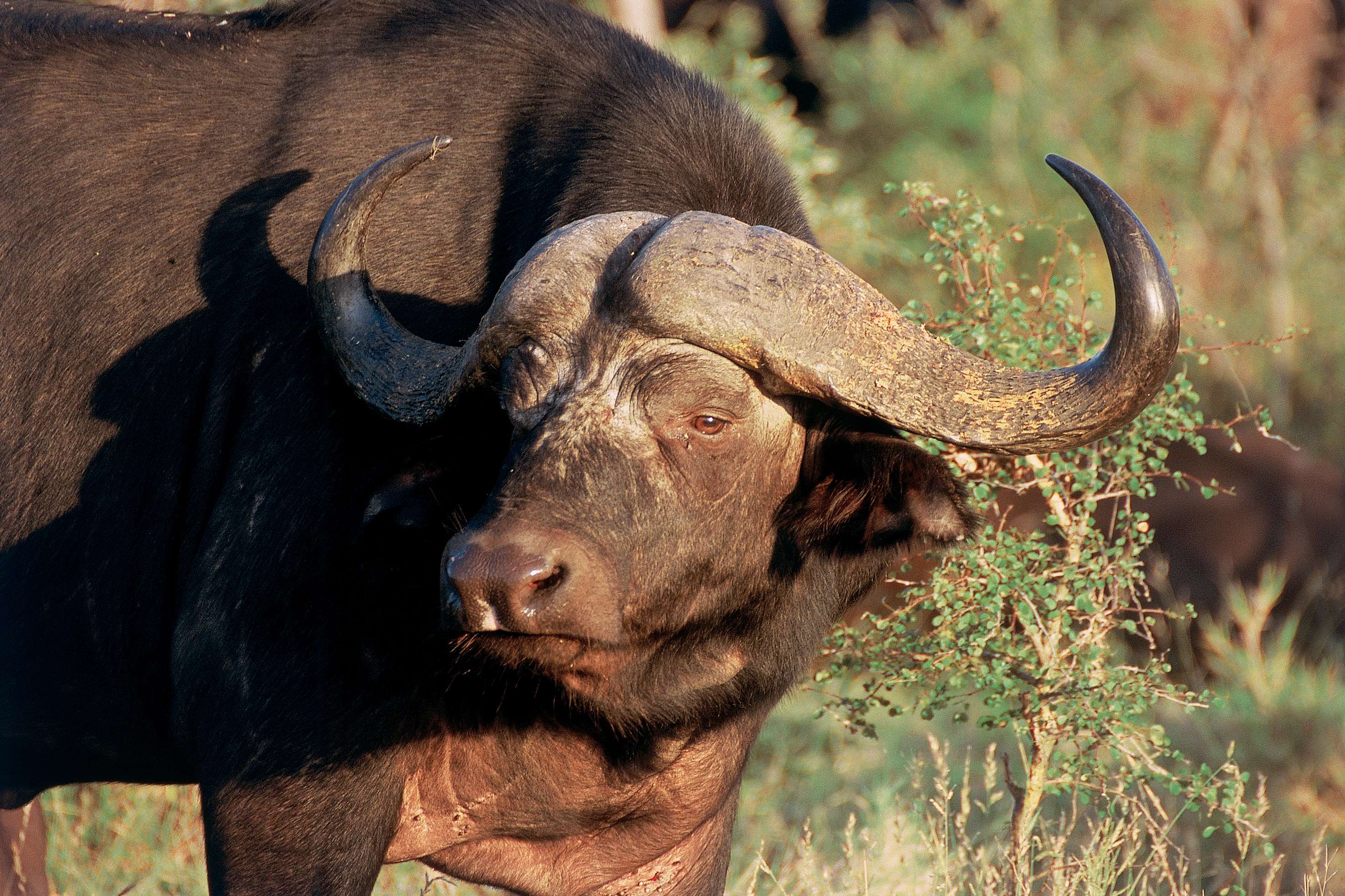 Wildebeest. Photo courtesy of Lompopo Tourism.