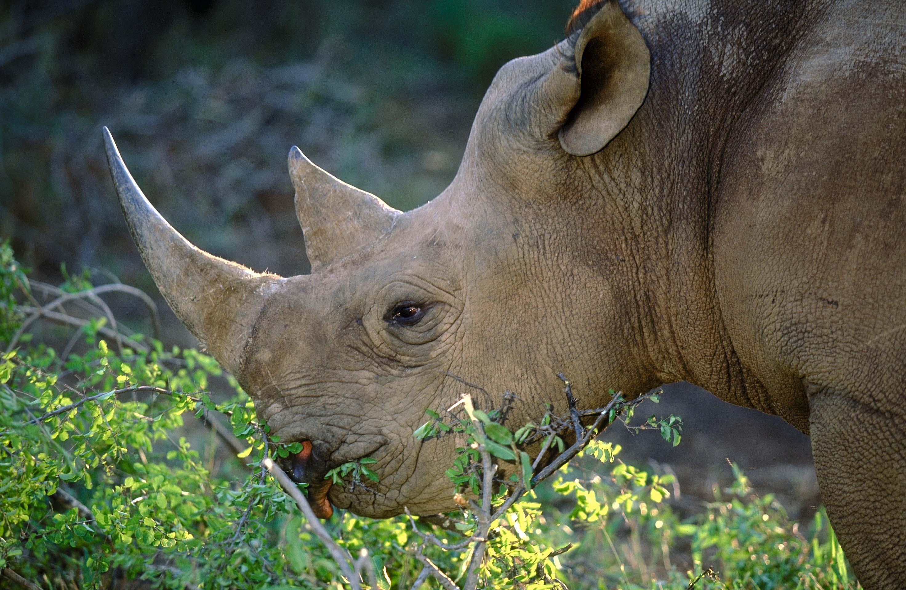 Black rhinos have a much more pointed jaw. Photo courtesy of South African Tourism