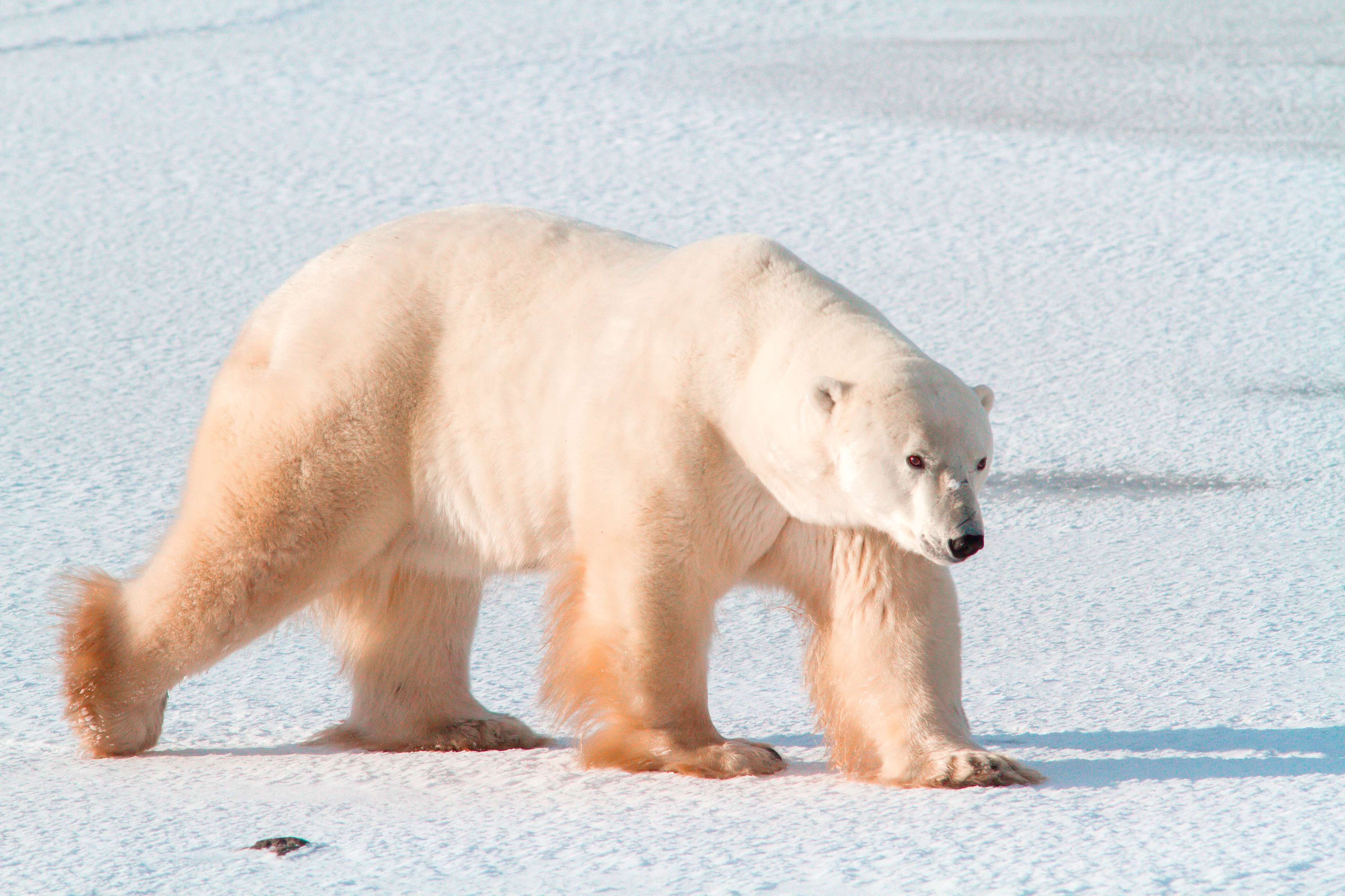 Polar bear walking on ice in Canada.
