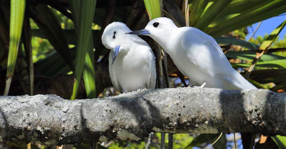white terns, Henderson Island, Pitcairn, Polynesia