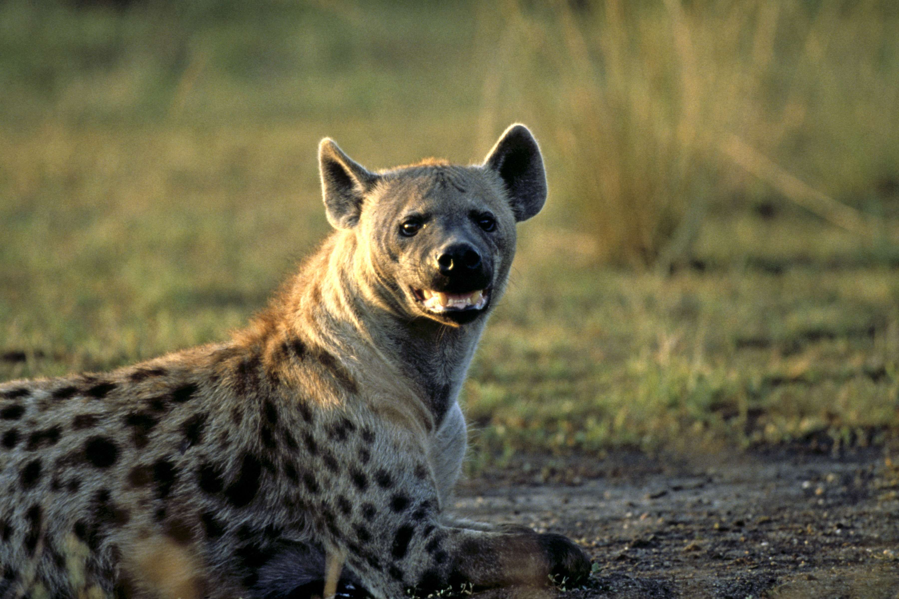 Spotted hyena © Howard Buffett/WWF-US