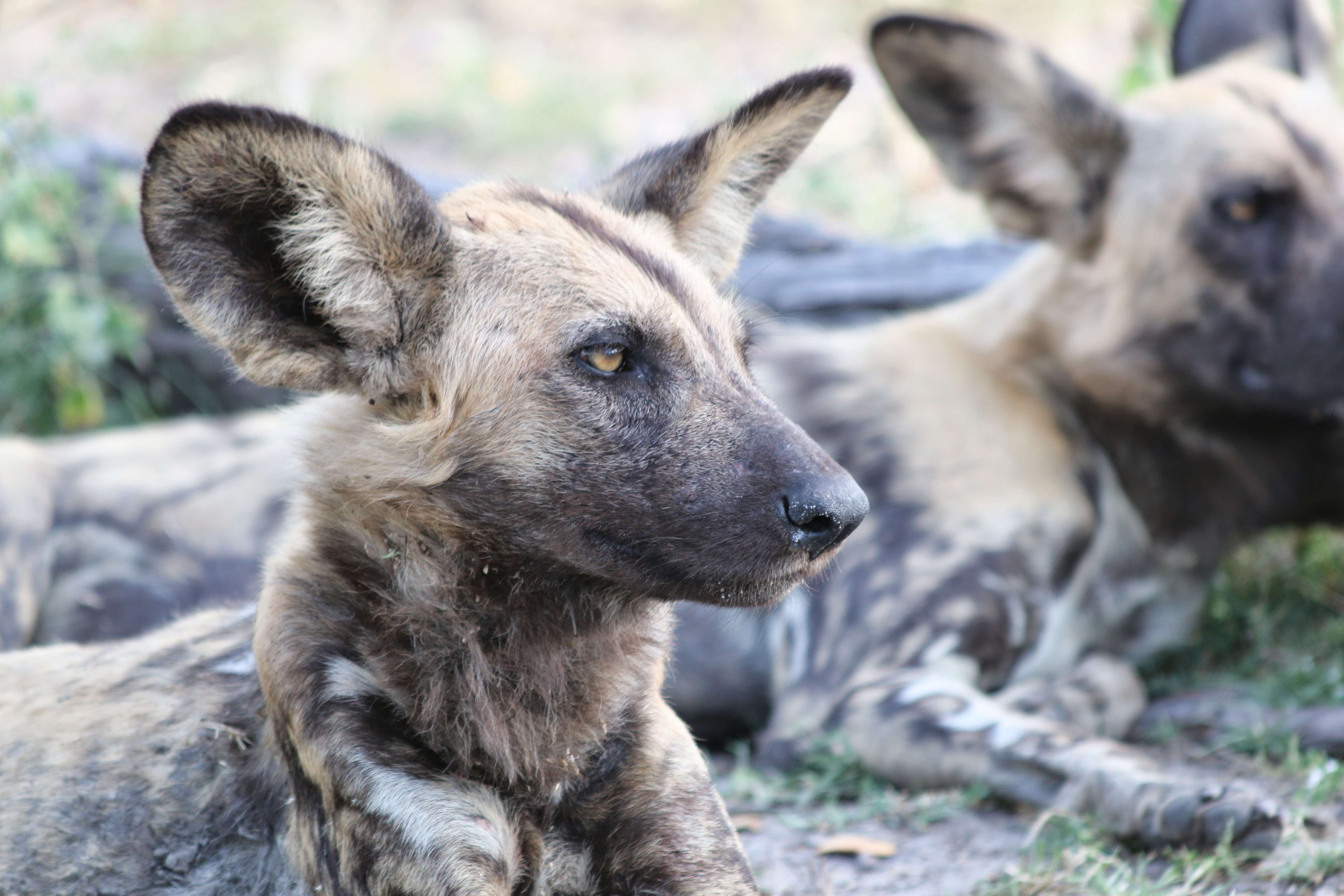 African wild dog photo, Linyanti Reserve in Botswana