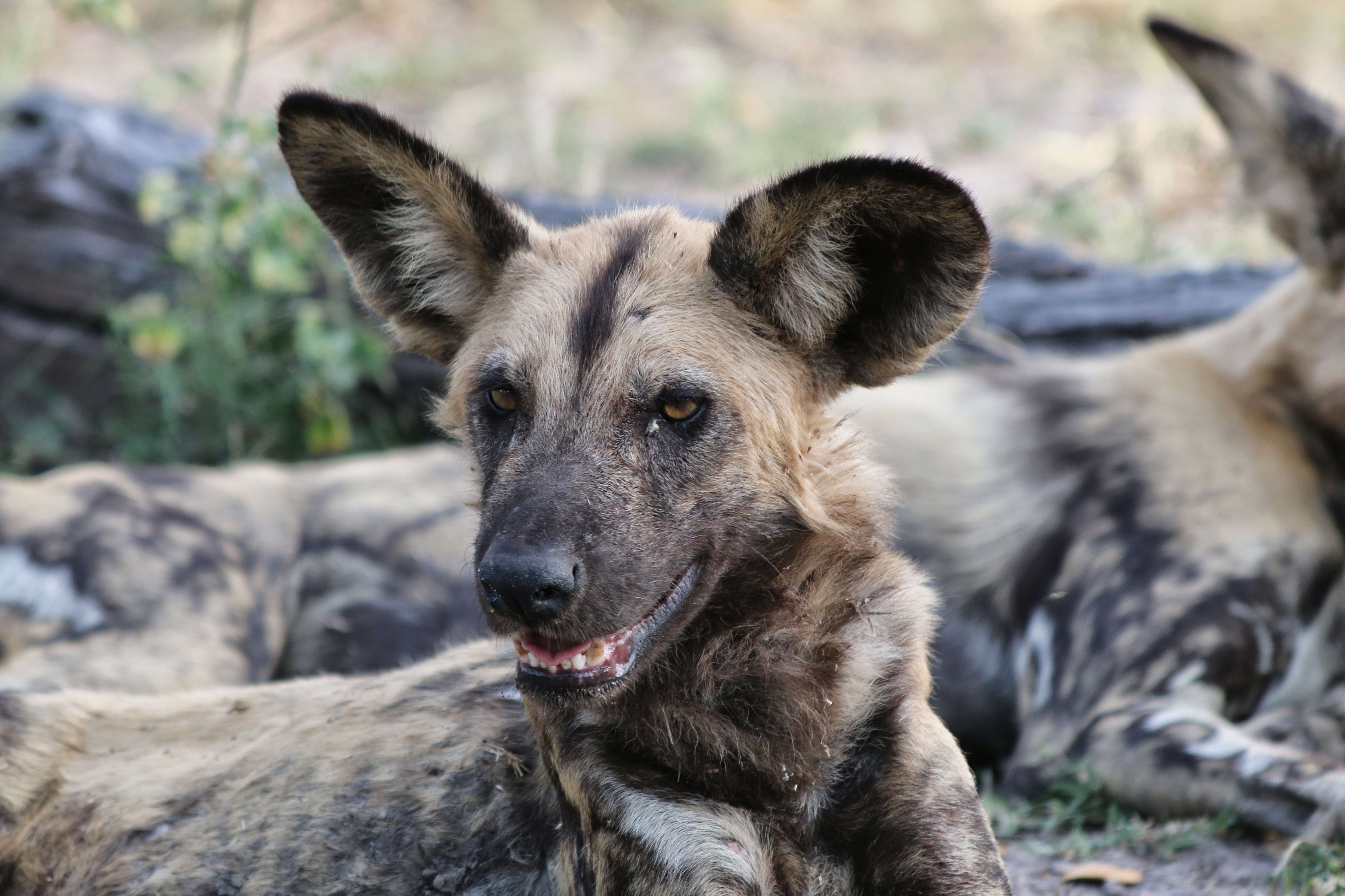 African wild dog photo, Savuti Camp, African Safari