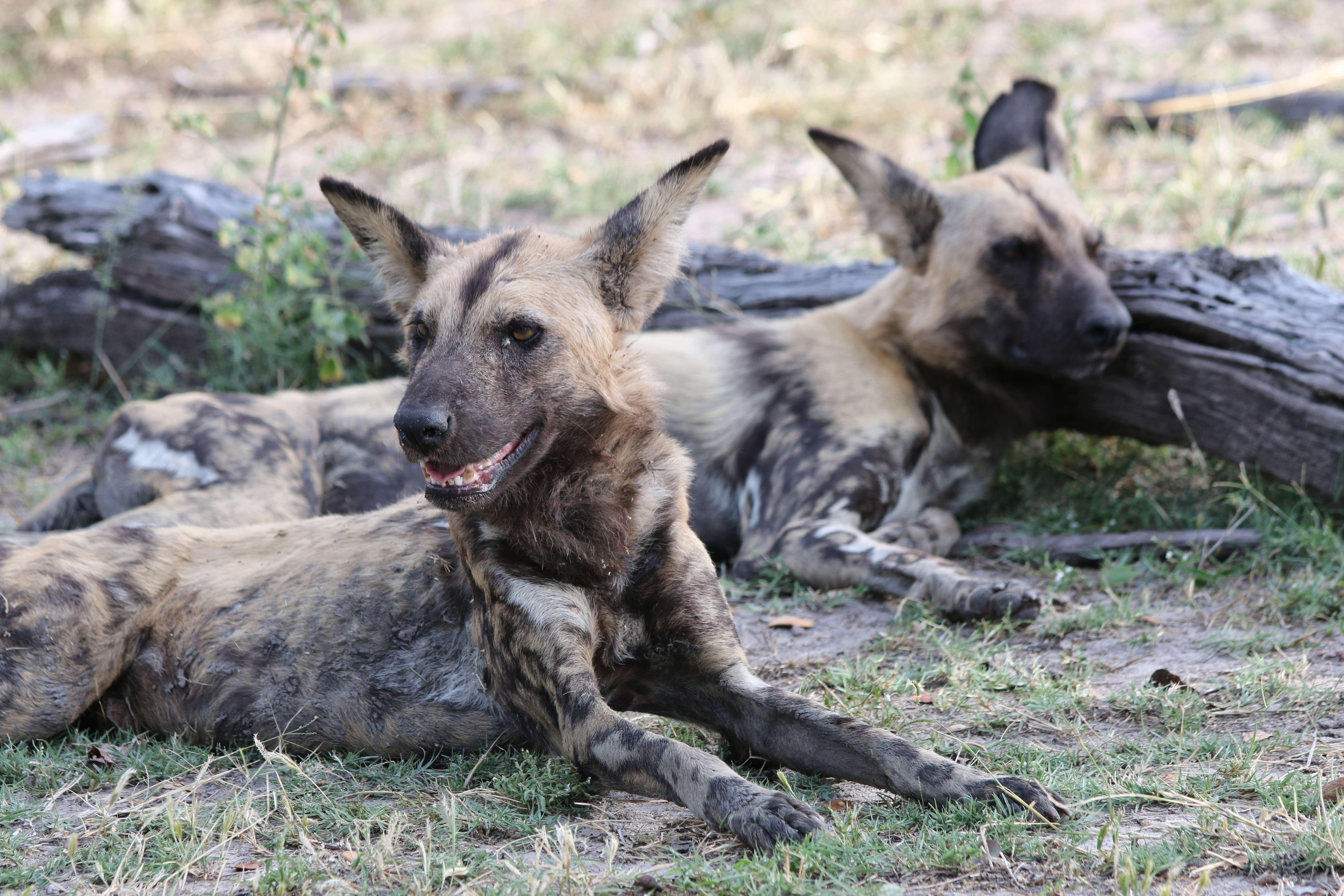 two african dogs lying around, photographed during African safari