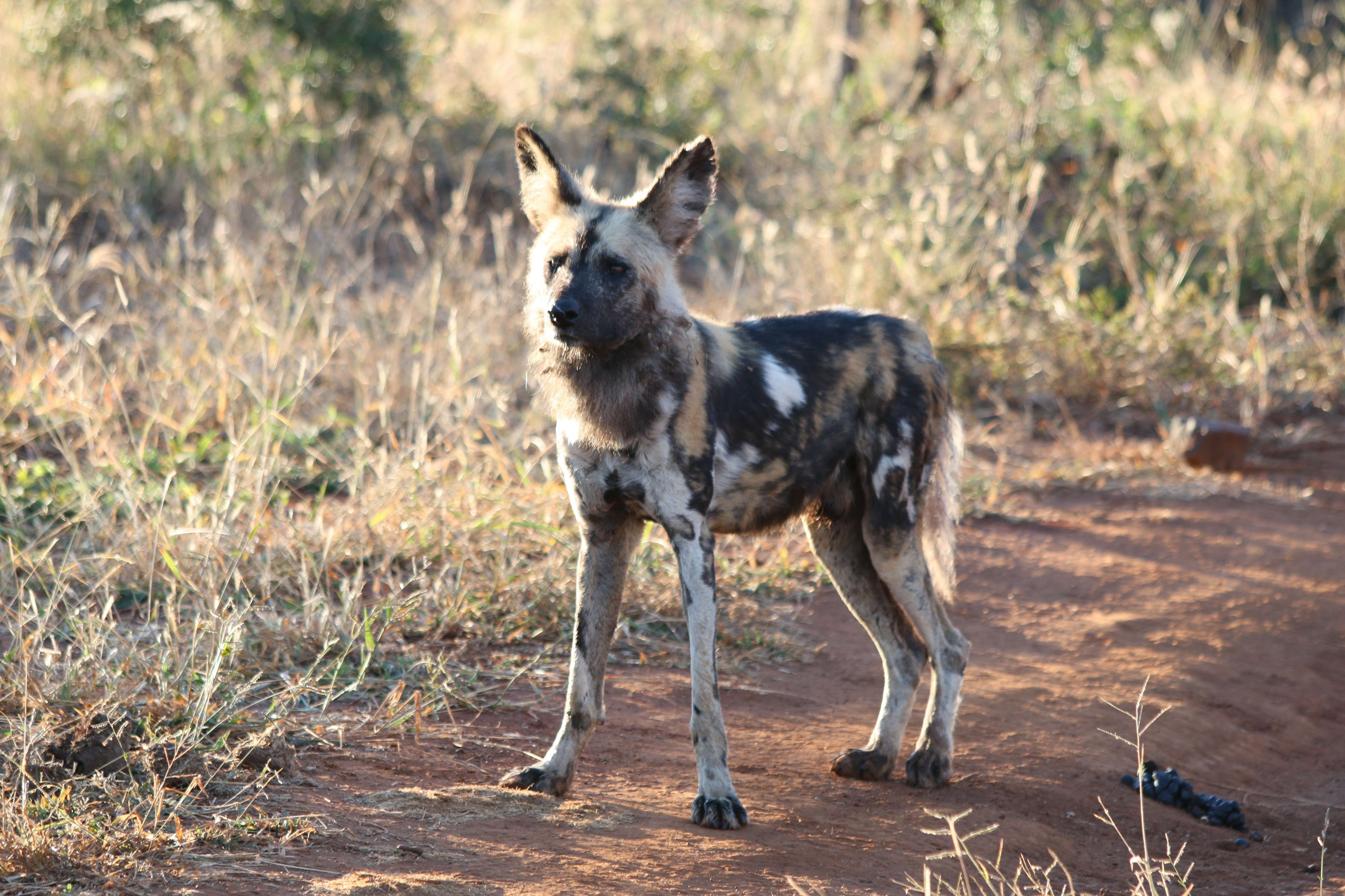 African wild dog in Botswana