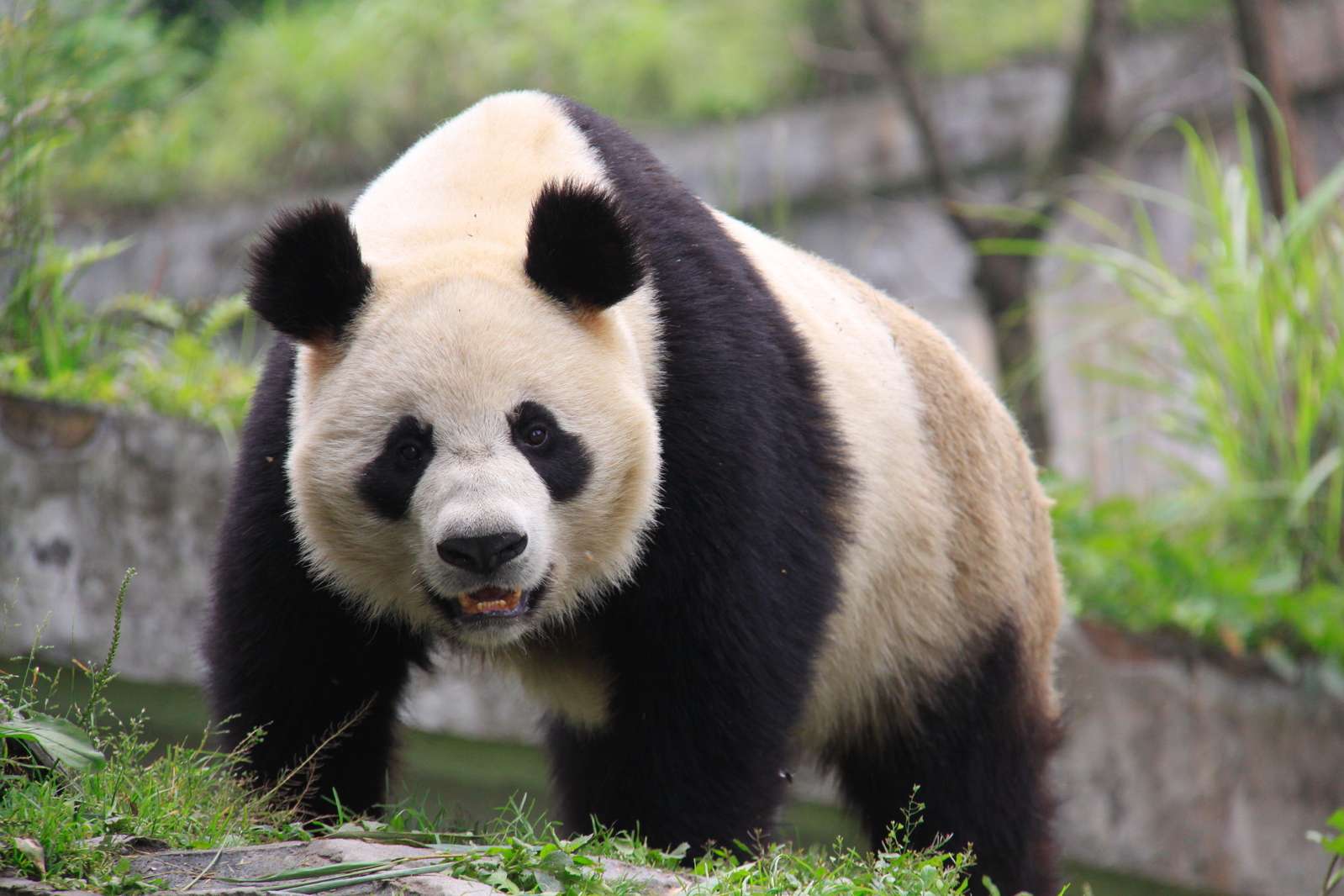 dominant panda standing with noticeable back hump, Asia, China