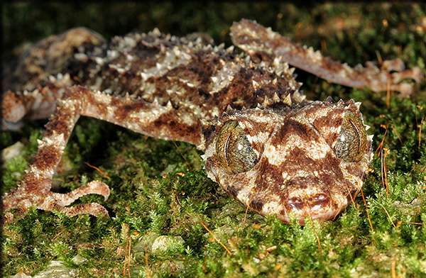The Cape Melville leaf-tailed gecko, found in Australia. Photo (c) Conrad Hoskin via esf.edu