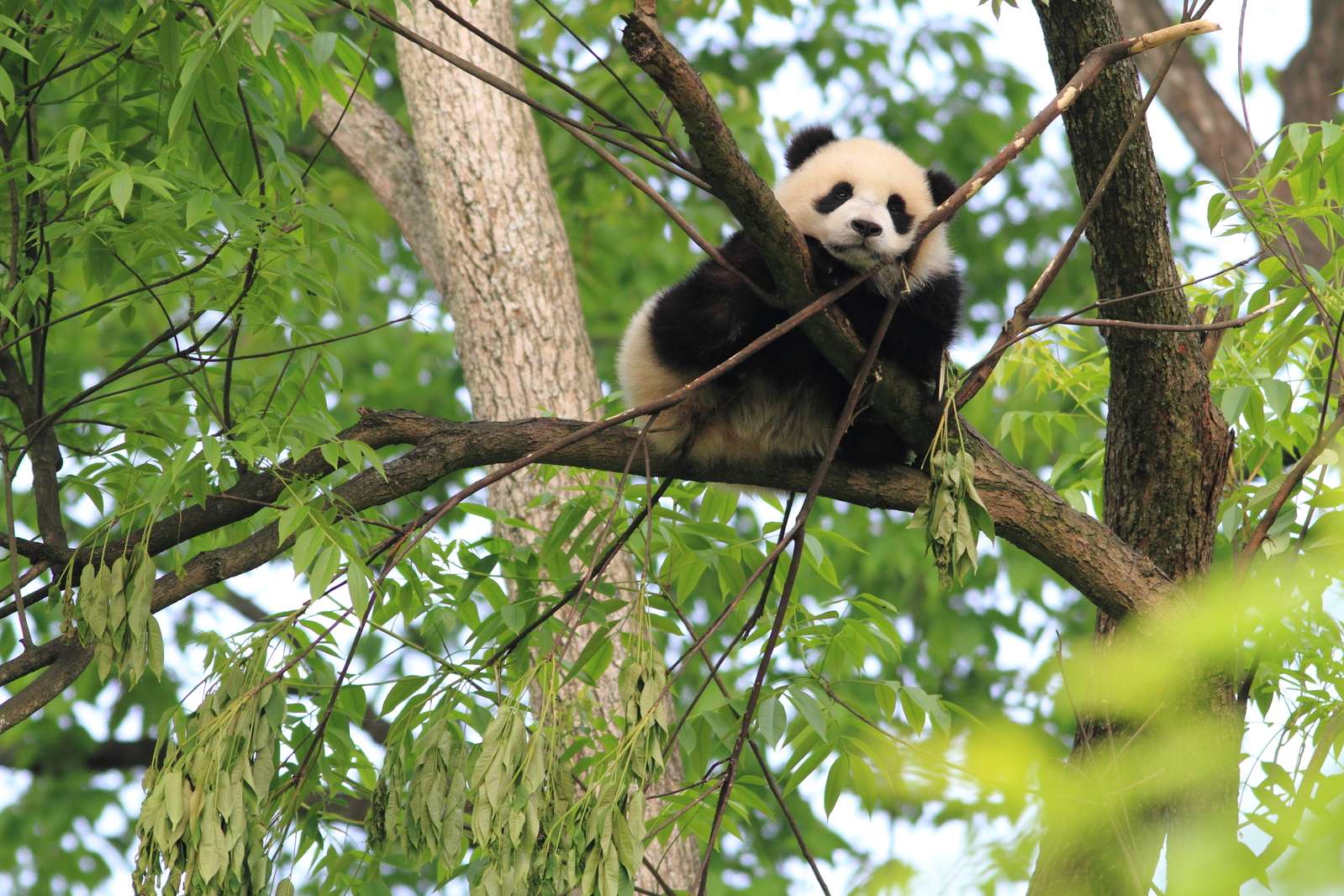 baby panda sitting in tree, cute panda resting on branch, green foliage