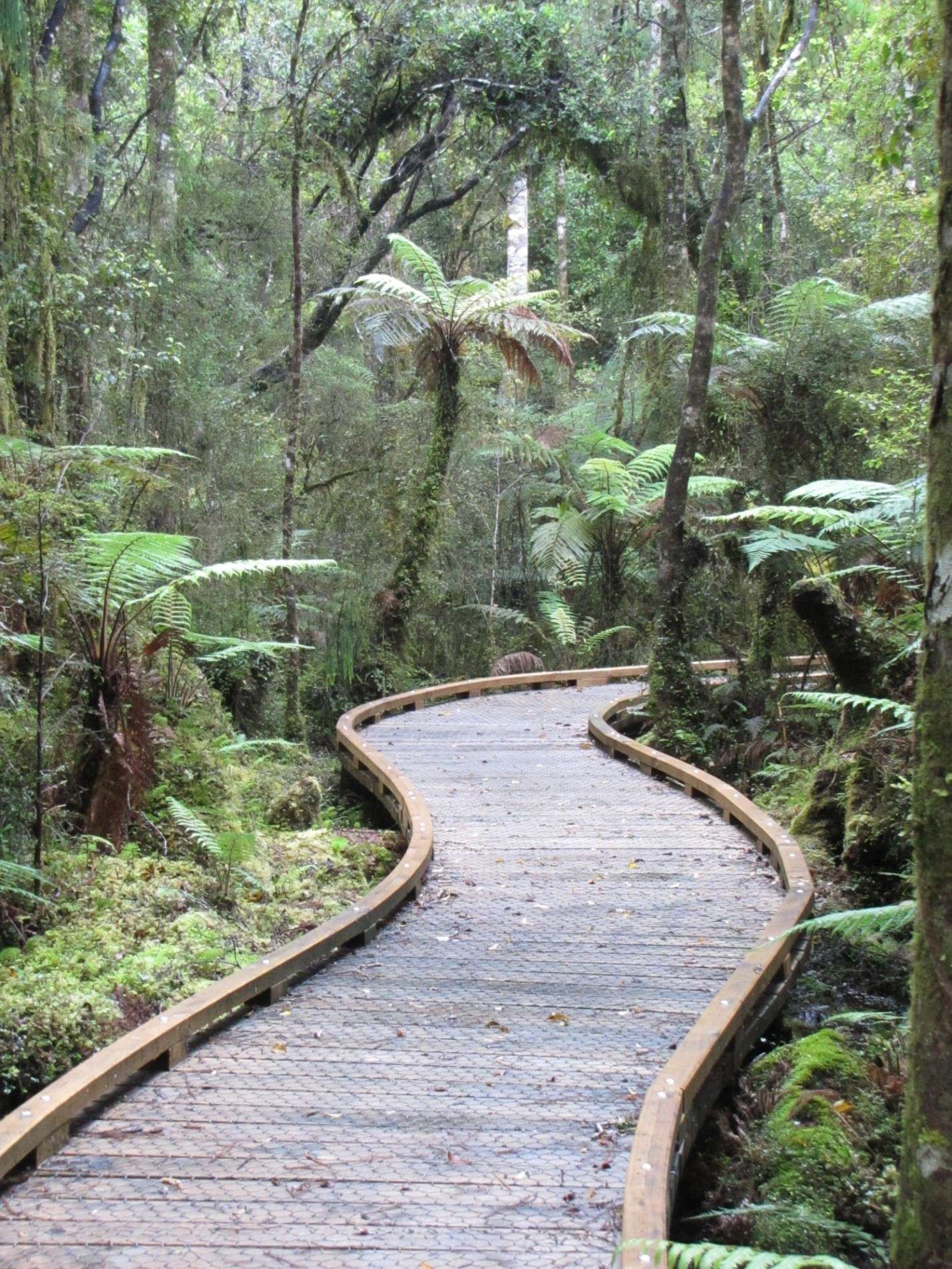 Westland National Park, Rainforets, New Zealand