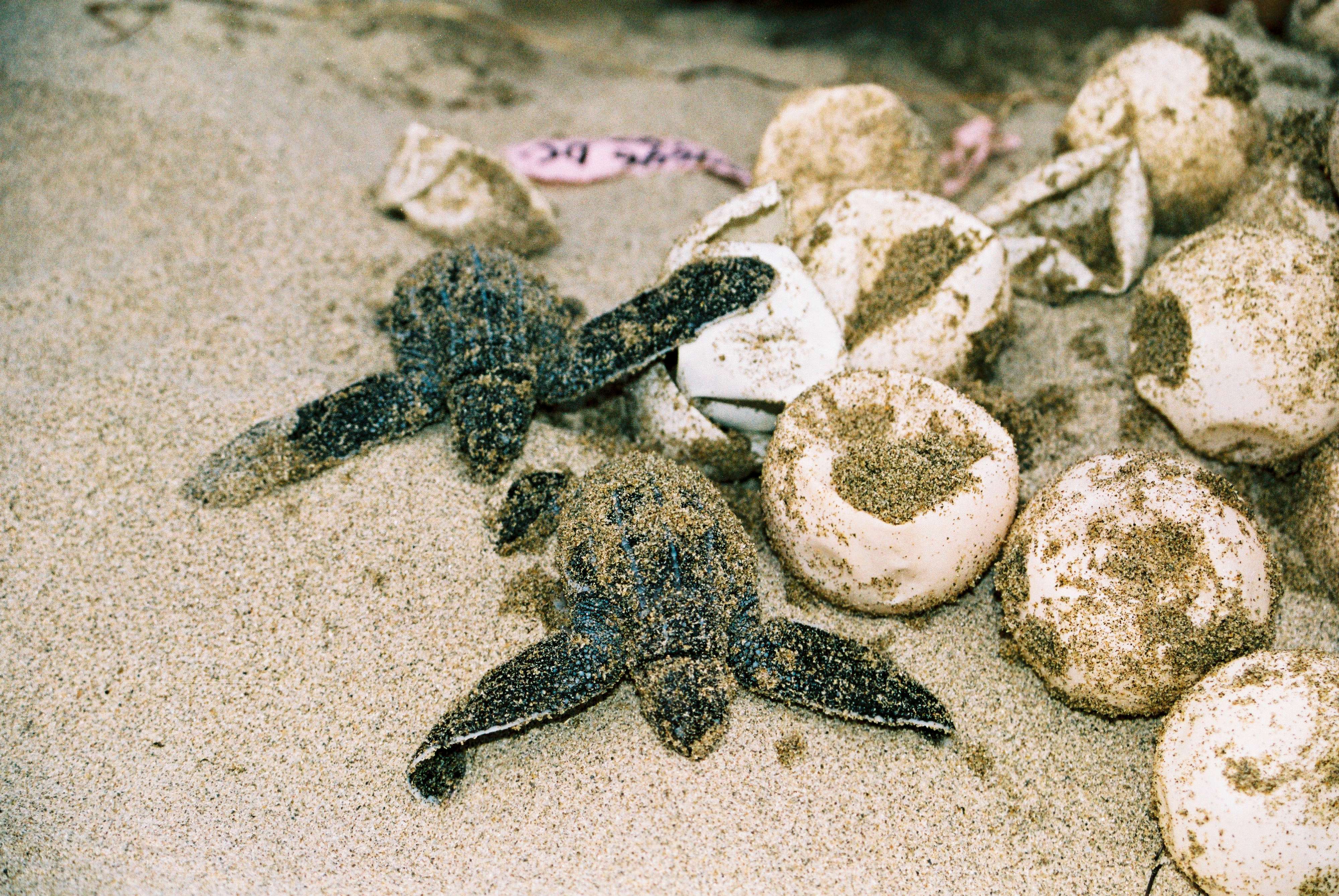 Leatherback turtle nest with hatchlings in Panama. © Tanya Peterson/WWF-Canon